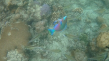 DSC00264