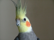 d_zvirata14