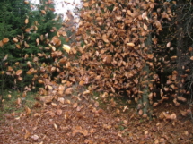podzim35