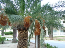 tunis16